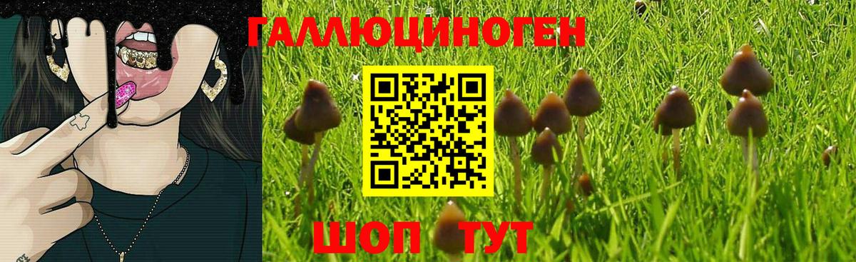 как найти   Вход с VPN  Донской  Псилоцибиновые грибы Psilocybine cubensis 